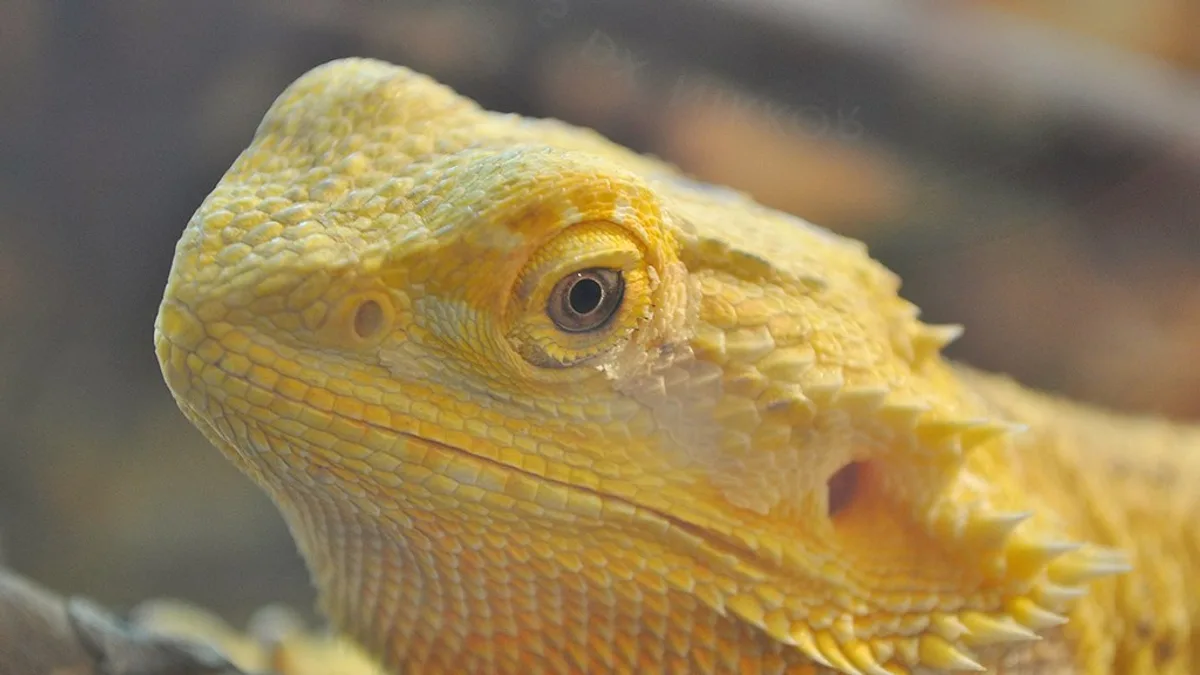 about bearded dragons info