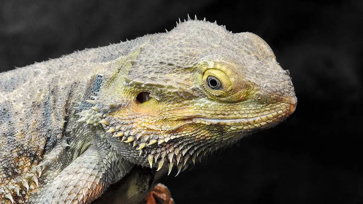 contact bearded dragons info
