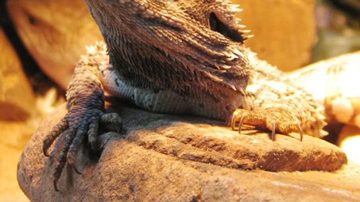 bearded dragon faq